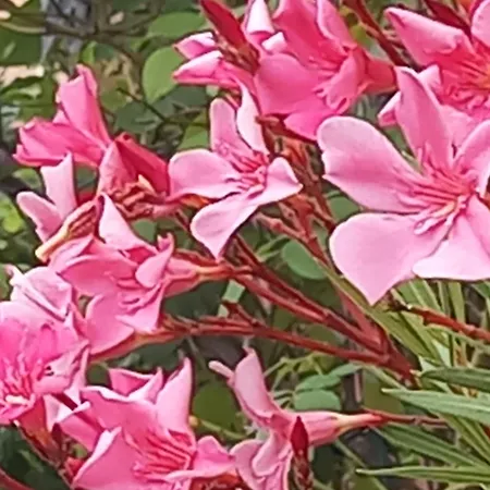 Residenza Verdeazzurra Сasa de vacaciones Vela